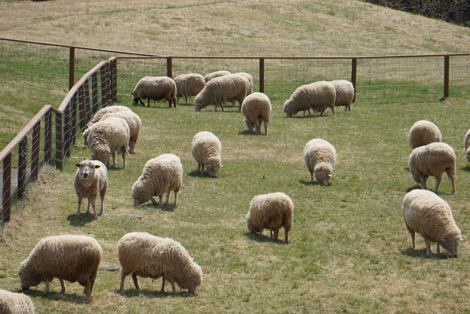 sheep photo